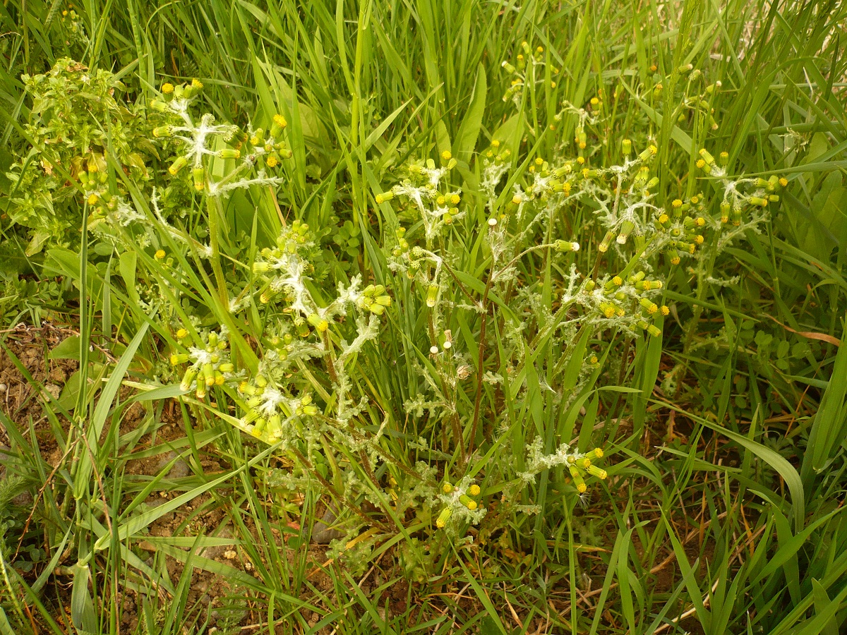 Senecio vulgaris subsp. vulgaris (Asteraceae)